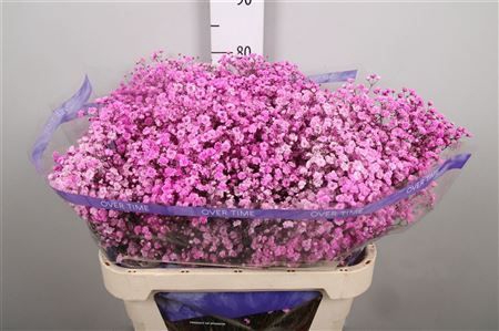 <h4>Gyps Overtime Pink</h4>