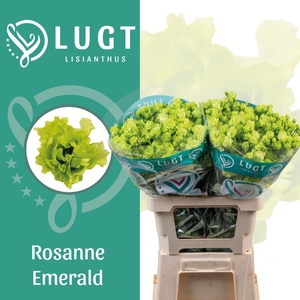 Lisianthus Rosanne Emerald 996