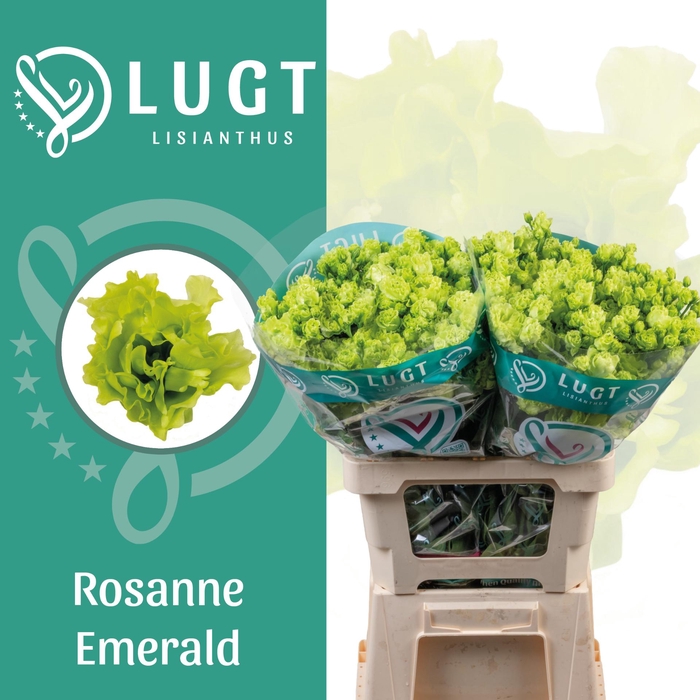 <h4>Lisianthus Rosanne Emerald 996</h4>