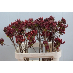 Rhodo ( Azalea ) Dark Orange 80cm P Stem