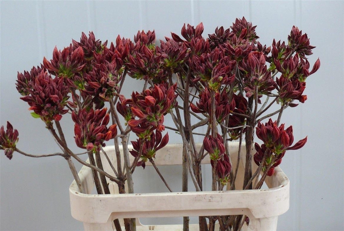 <h4>Rhodo ( Azalea ) Dark Orange 80cm P Stem</h4>
