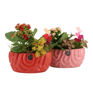 21810: Lovess arrangement