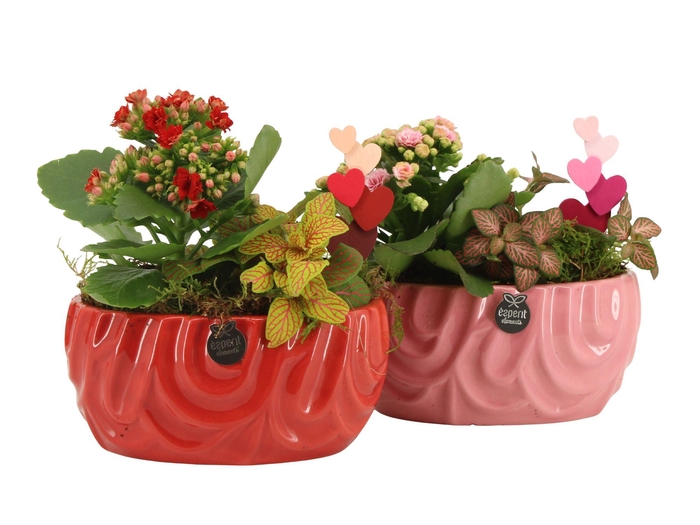 <h4>21810: Lovess arrangement</h4>