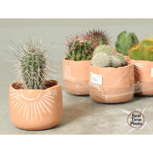 CACTUS OV