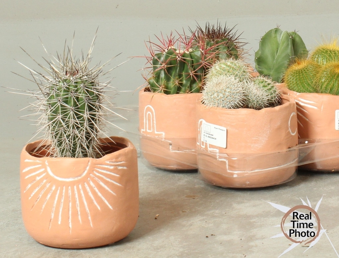 <h4>CACTUS OV</h4>