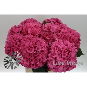 Hydrangea sibilla red