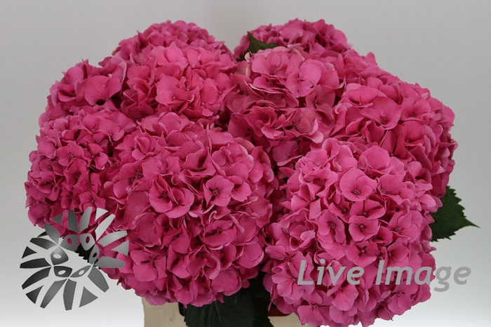 <h4>Hydrangea sibilla red</h4>