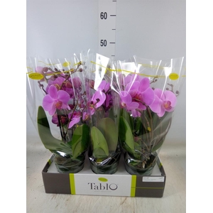 Phalaenopsis   ...rose