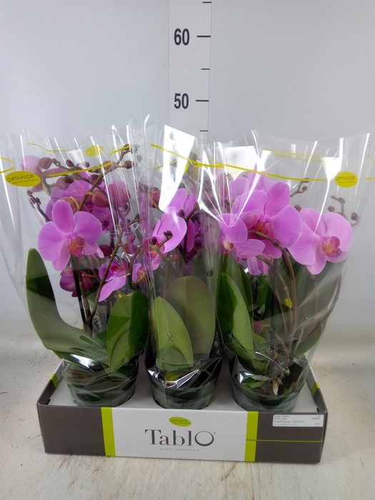 <h4>Phalaenopsis   ...rose</h4>