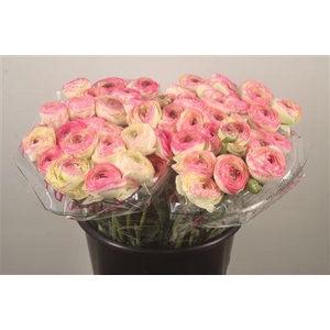 Ran.. Su Felicidade Extra