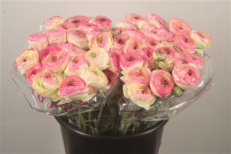 Ran.. Su Felicidade Extra