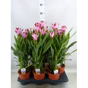 Curcuma   ...