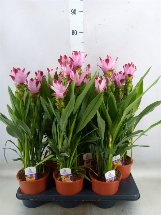 <h4>Curcuma   ...</h4>
