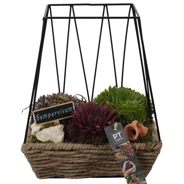 <h4>PTS7371 Arrangement Sempervivum in touw mand met metaal</h4>