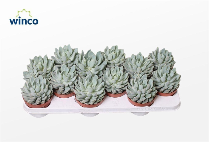 <h4>Echeveria Elegance</h4>