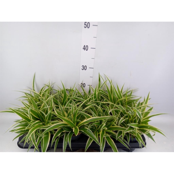 <h4>Chlorophytum com. 'Ocean'</h4>