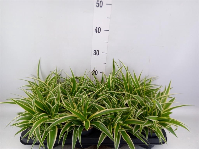 Chlorophytum com. 'Ocean'
