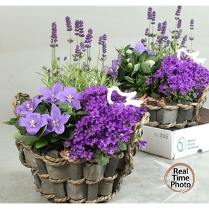 ARR TUINPLANTEN