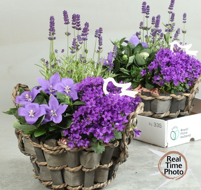 <h4>ARR TUINPLANTEN</h4>