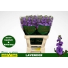 Matth Milla Lavender N L