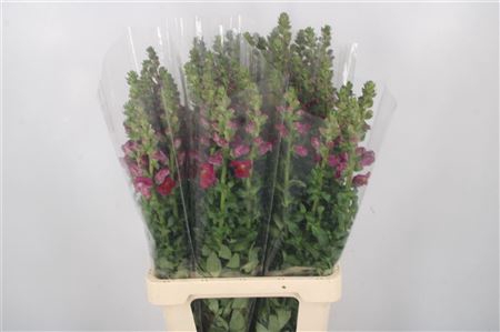 <h4>Antirrhinum It. Red</h4>