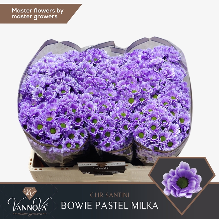 <h4>Chrysanten Chr S Bowie Pastel Milka</h4>