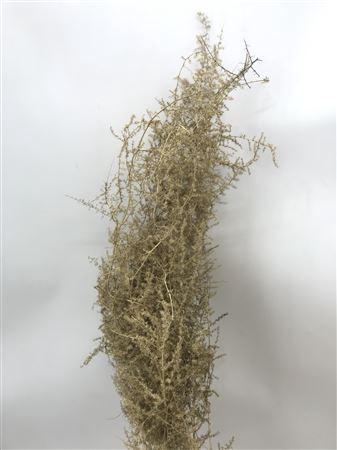 <h4>Asp Klb Gold</h4>