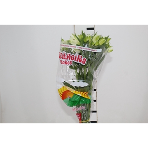 ALSTROEMERIA MISTRAL 080 CM