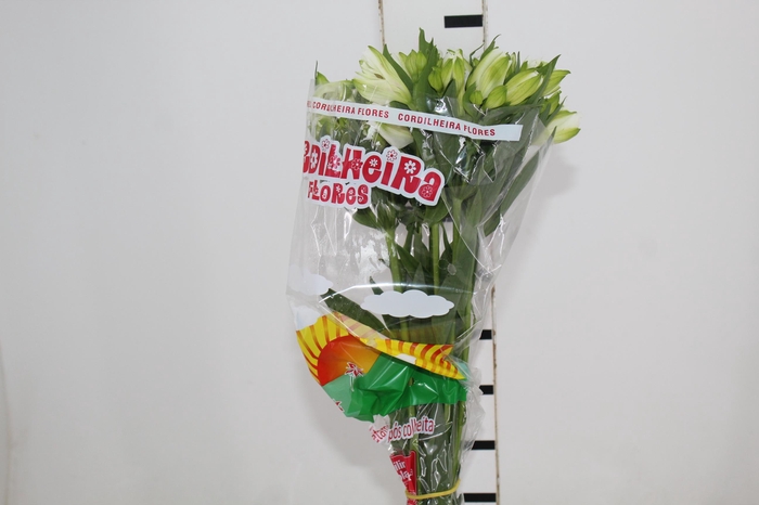 <h4>ALSTROEMERIA MISTRAL 080 CM</h4>