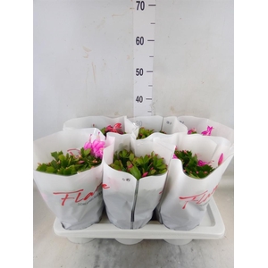 Schlumbergera  'Flame'   ...mix