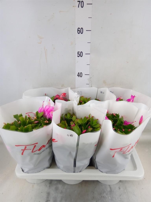 <h4>Schlumbergera  'Flame'   ...mix</h4>