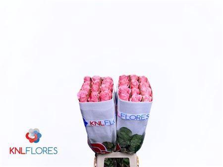 <h4>R Gr Be Sweet Ec</h4>