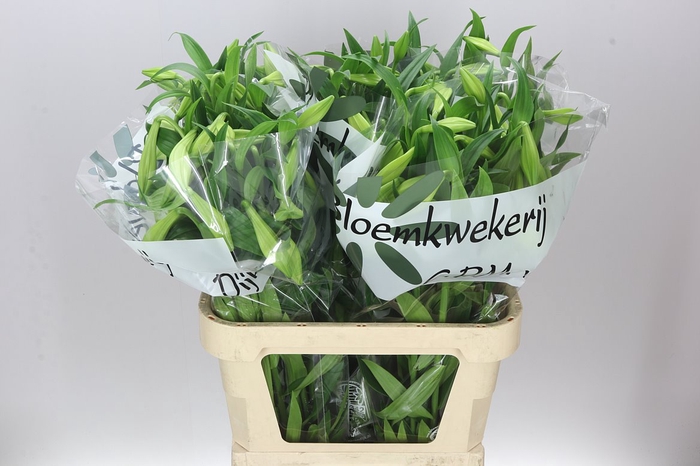 <h4>Lil Lf White Heaven 3+</h4>