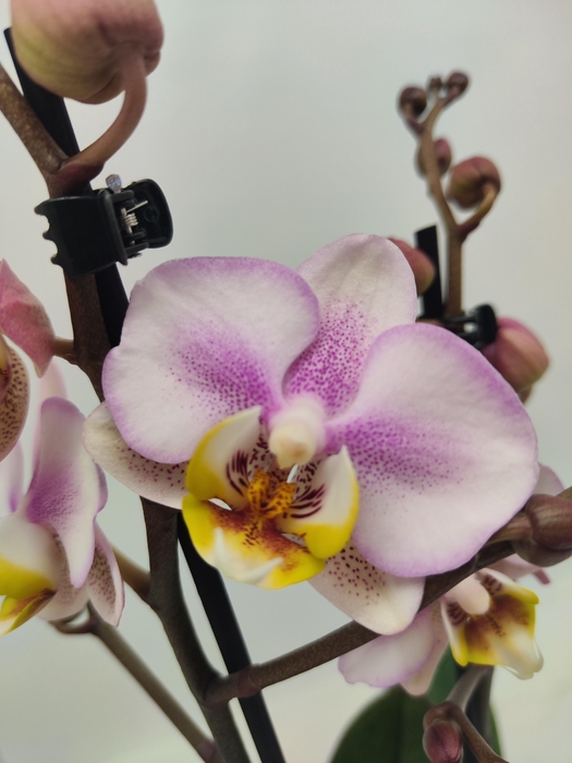 <h4>Limited 45 week 2</h4>