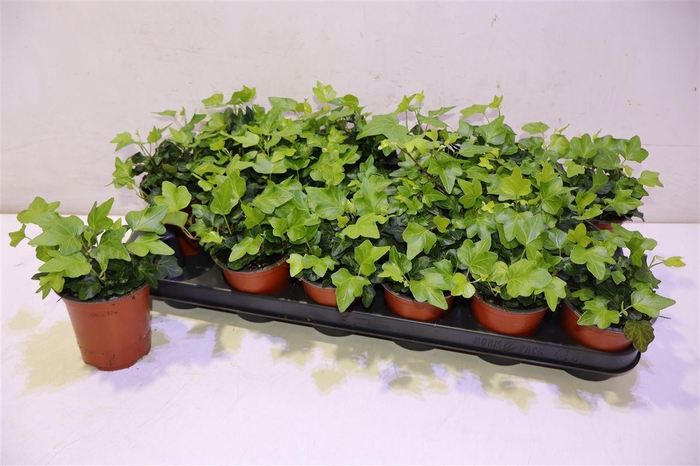 <h4>arr8 Hed He Wonder</h4>