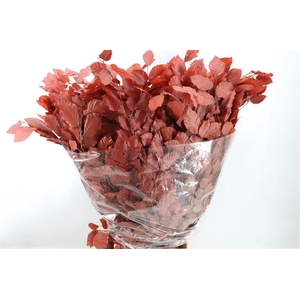 Pres Beuk Brown P Bunch