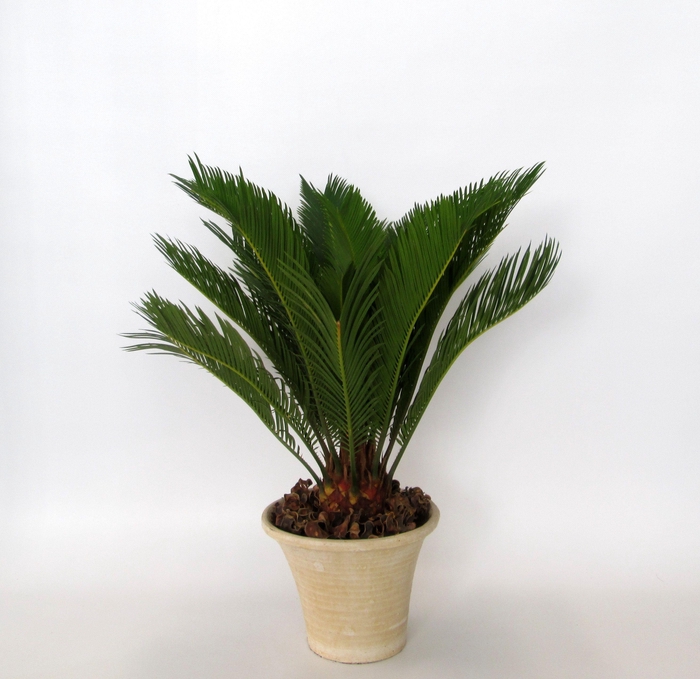 <h4>CYCAS REVOLUTA</h4>