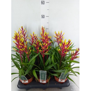 Guzmania  'Misty'