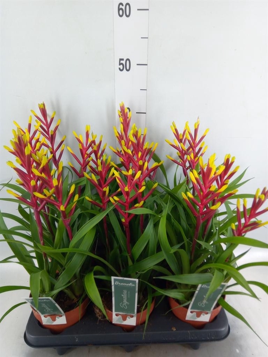 <h4>Guzmania  'Misty'</h4>