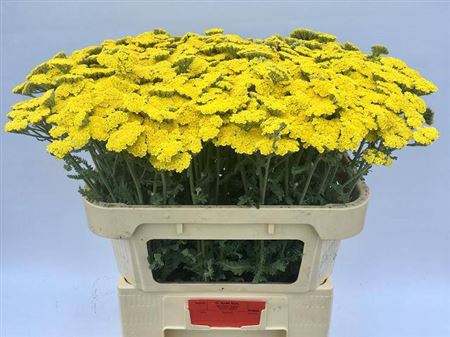 <h4>Achillea Moonshine</h4>