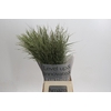 Panicum Dewey Blue
