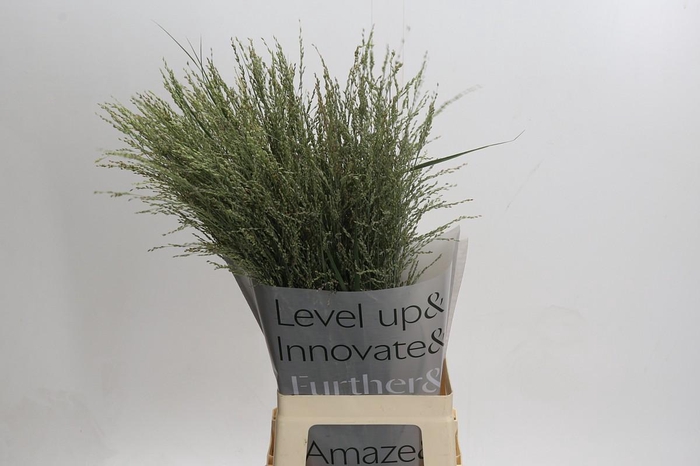 <h4>Panicum Dewey Blue</h4>