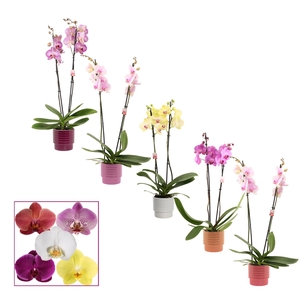 PHAL GEM
