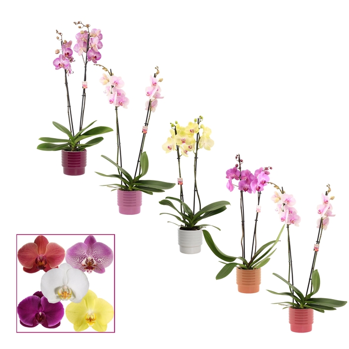 <h4>PHAL GEM</h4>