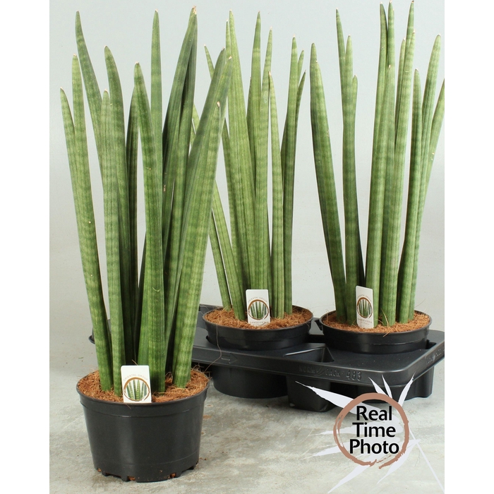 <h4>SANSEV CYLINDRICA OV</h4>