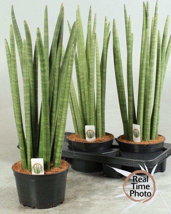 SANSEV CYLINDRICA OV