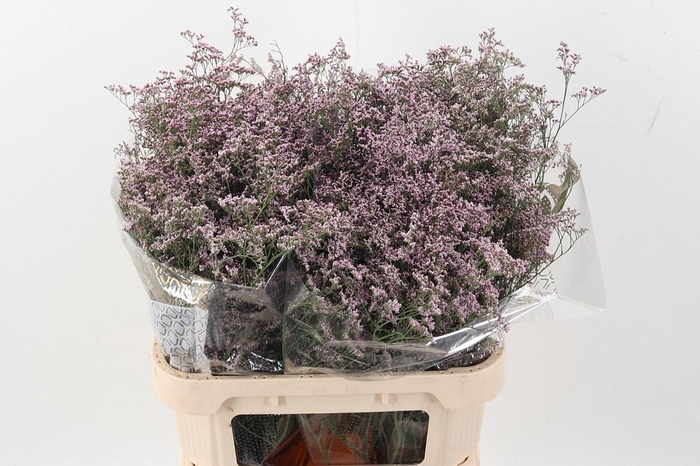 <h4>Lim Saf Oshi Pink</h4>