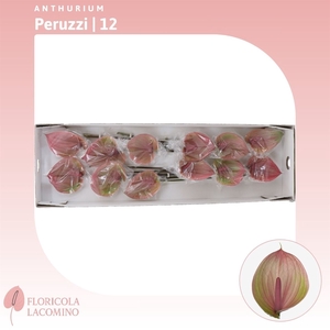 Anthurium Facetto