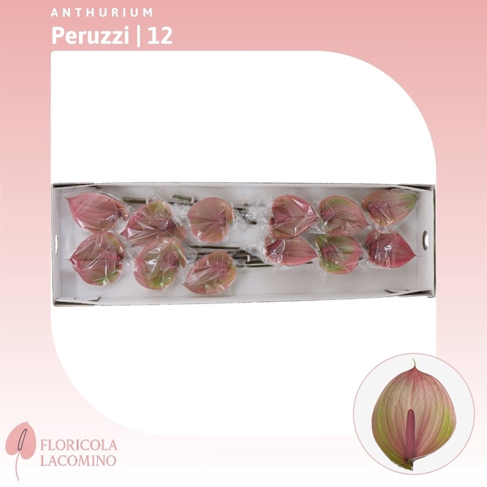 <h4>Anthurium Facetto</h4>