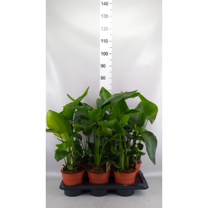 Strelitzia nicolai